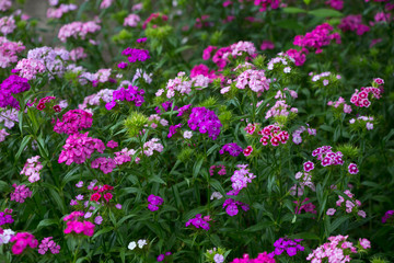 Flowerbed of lilac garden flowers. Natural background
