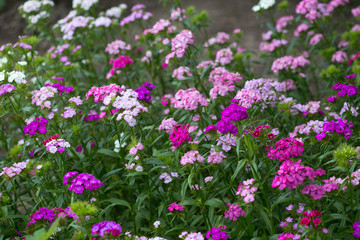 Obraz na płótnie Canvas Flowerbed of lilac garden flowers. Natural background