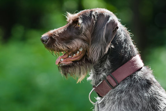 english wirehaired pointer