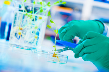 Experiment with genetically modified plants. Young woman laboratory assistant at the Laboratory of...