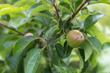 Green immature pears and apples. Natural background