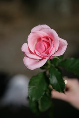 Pink Rose Held In Hand