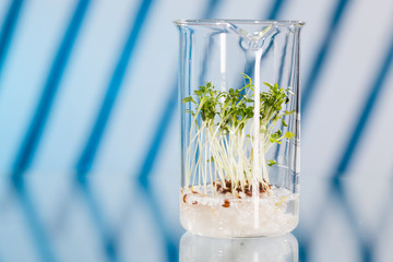 Plant shoots in the pharmaceutical research laboratory
