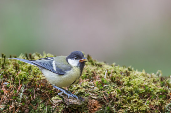 M&eacute;sange charbonni&egrave;re