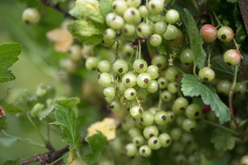 Fruits green berries green immature currants. Natural background