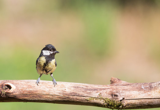 M&eacute;sange charbonni&egrave;re