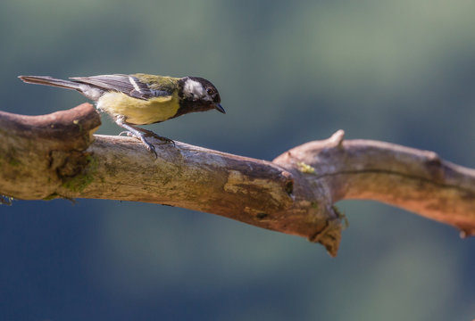 M&eacute;sange charbonni&egrave;re