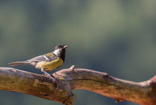 M&eacute;sange charbonni&egrave;re