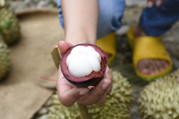 Mangosteen fruit was peeled out ready to eat