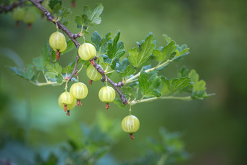 Fototapeta premium Fruits berries green immature gooseberries. Natural background
