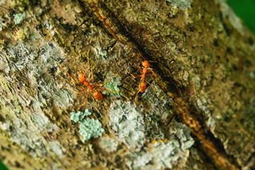 red ant