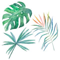 Watercolor tropical leaves on white background. Hand drawn illustration