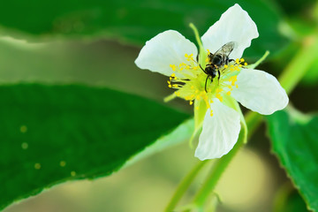 Bee