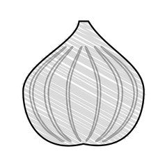 garlic doodle over white background vector illustration