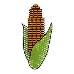 corn doodle over white background vector illustration