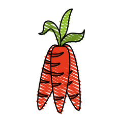 carrots doodle over white background vector illustration