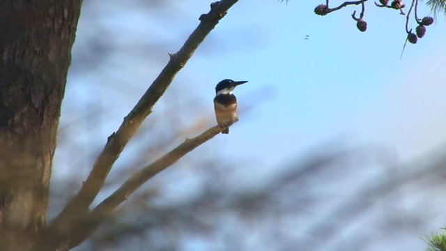 A belted kingfisher bird stands watch on a pine tree branch above pond waiting to dive in for fish