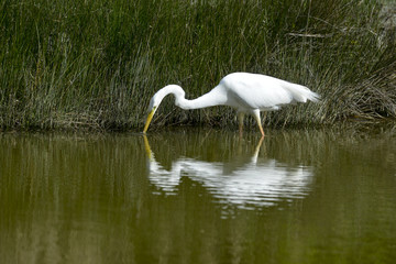 Grande Aigrette,. Ardea alba, Great Egret