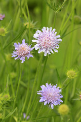 Acker-Skabiose Blüten (Knautia arvensis)