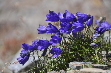 Allionis Glockenblume Blüten (Campanula alpestris)