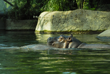 Fototapeta na wymiar hippo