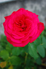 Rote Rose
Eine rote Rose vor grau-grünem Hintergrund.
