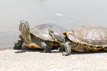  Trachemys scripta elegans