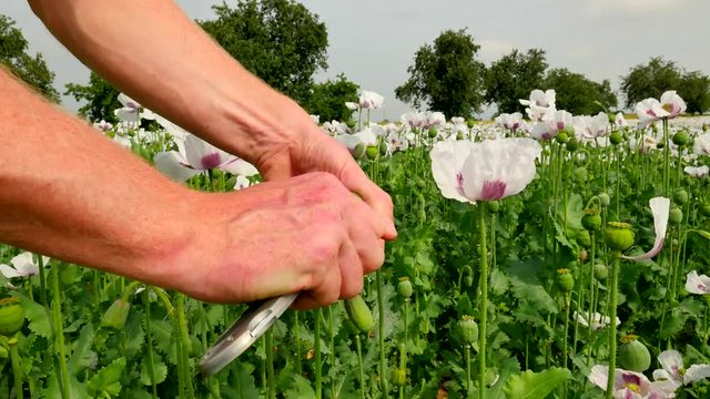 Point-of-view footage. Farmer hand with pocket knife scraped out  a white and immature poppy seed from the poppy head for crop control.  Quality of green unripened Papaver somniferum. 