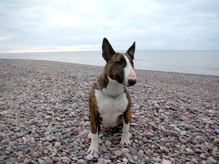English bull terrier dog on the beach
