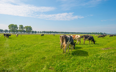 Cows grazing in a green meadow in summer