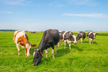 Fototapeta na wymiar Cows grazing in a green meadow in summer