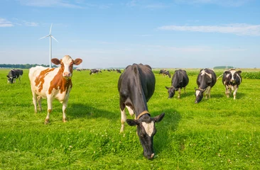 Fond de hotte en verre imprimé Vache Cows grazing in a green meadow in summer
