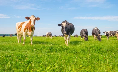 Foto auf Acrylglas Kuh Kühe grasen im Sommer auf einer grünen Wiese