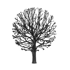 silhouette round tree on a white background
