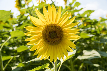 Sunflower
