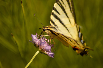 il nutrimento della natura