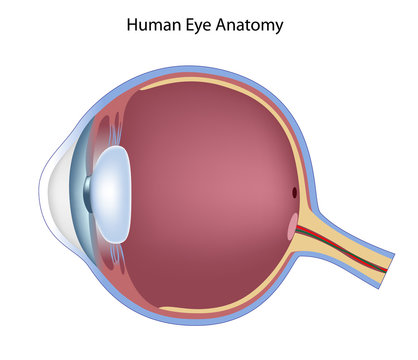 Anatomy of the eye, non-labeled