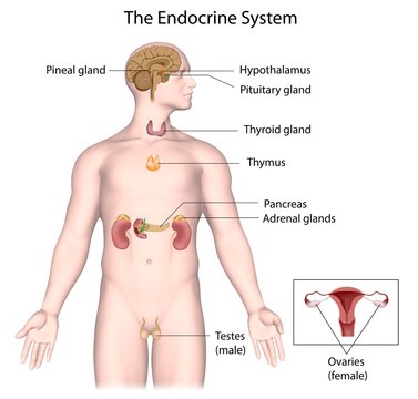 The endocrine system, labeled