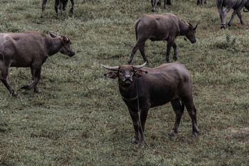 buffalo looking through the len, dark tone