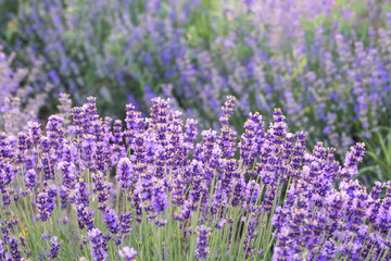 Fototapeta premium Lavender bushes in sunrise/sunset, close up