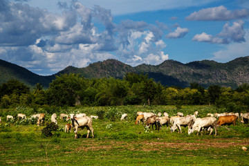 Fototapeta na wymiar cows in green grass field with cloudy blue sky in background