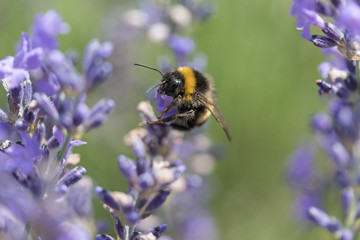 Closeup side view of the bumble bee on the lavender flower.