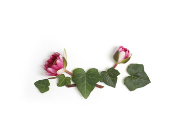 Nymphaea waterlily purple flowers and ivy green leaves in the middle of white background. Flat lay,...