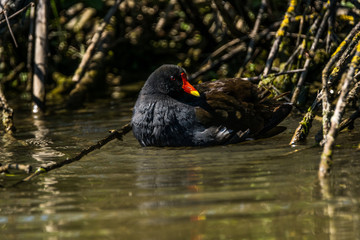 Natur, Tiere, Pflanzen, Wandern, Erlebnis, Alpen, Schwaben, Schwarzwald