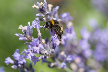 Closeup view of the bumble bee in motion on the lavender flower.