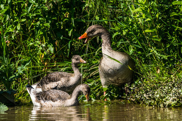 Natur, Tiere, Pflanzen, Wandern, Erlebnis, Alpen, Schwaben, Schwarzwald