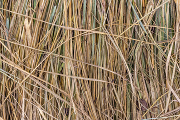 Closeup on a hay background.