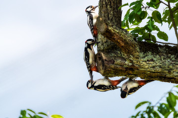 Natur, Tiere, Pflanzen, Wandern, Erlebnis, Alpen, Schwaben, Schwarzwald