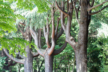 Fototapeta premium Crooked tree