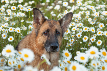 Portrait of a German shepherd dog in chamomiles